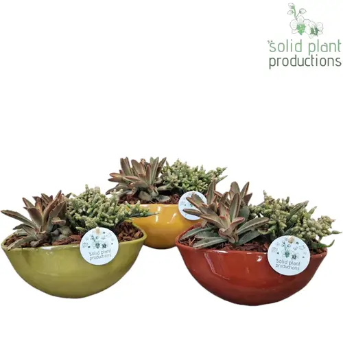 Sukk.Arr mix JT012 Evelyn T22 H018