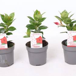 Dipladenia rot Rio T10,5 H025