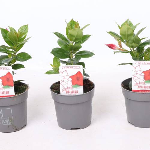 Dipladenia rot Rio T10,5 H025