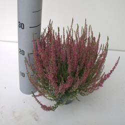 Calluna rot GG T12 H025