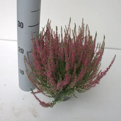 Calluna rot GG T12 H025