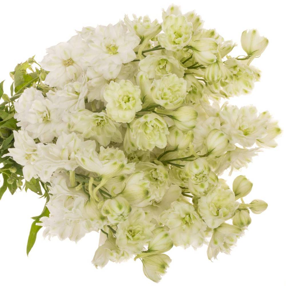 Delphinium weiss Diamant 50cm