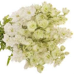 Delphinium weiss Diamant 50cm