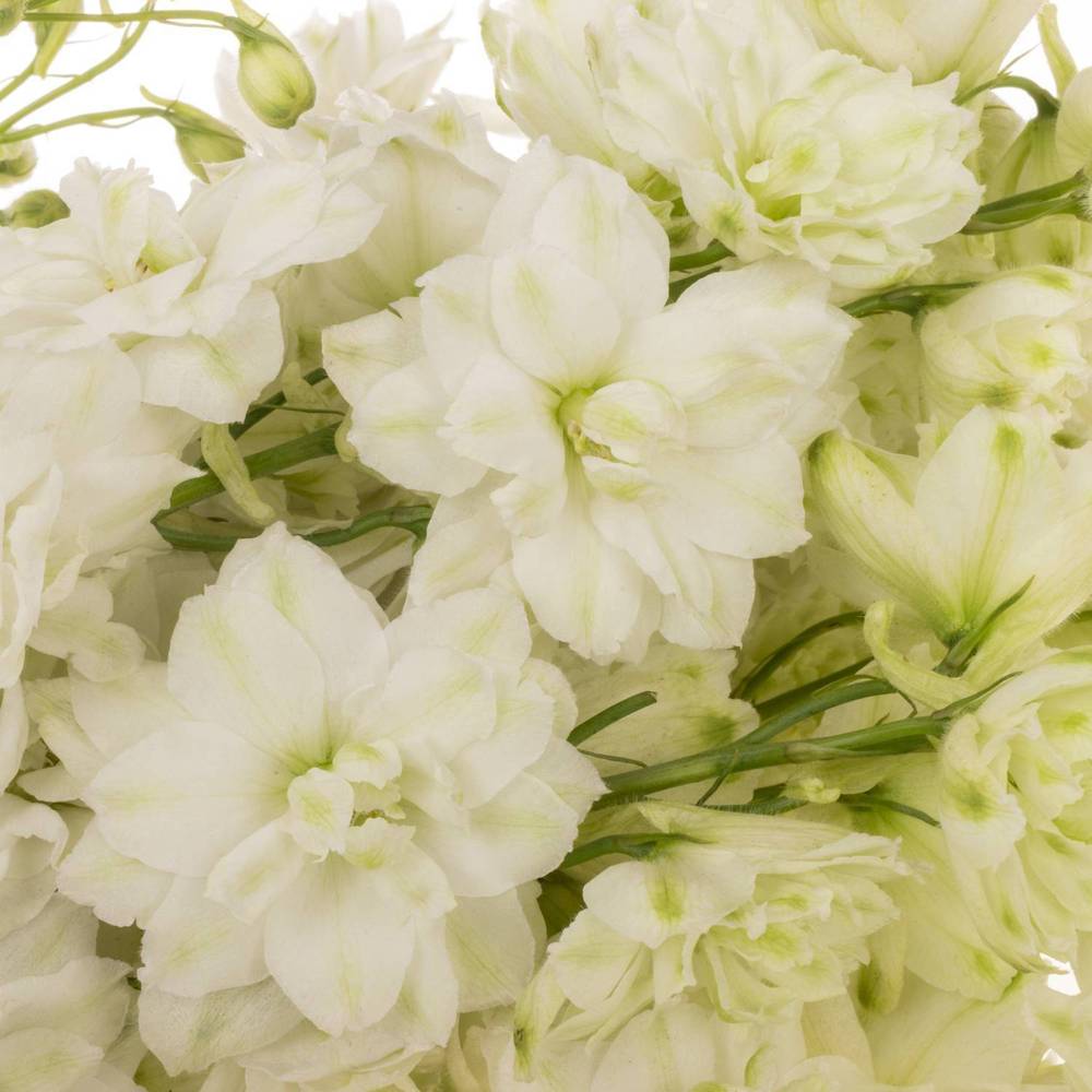 Delphinium weiss Diamant 50cm
