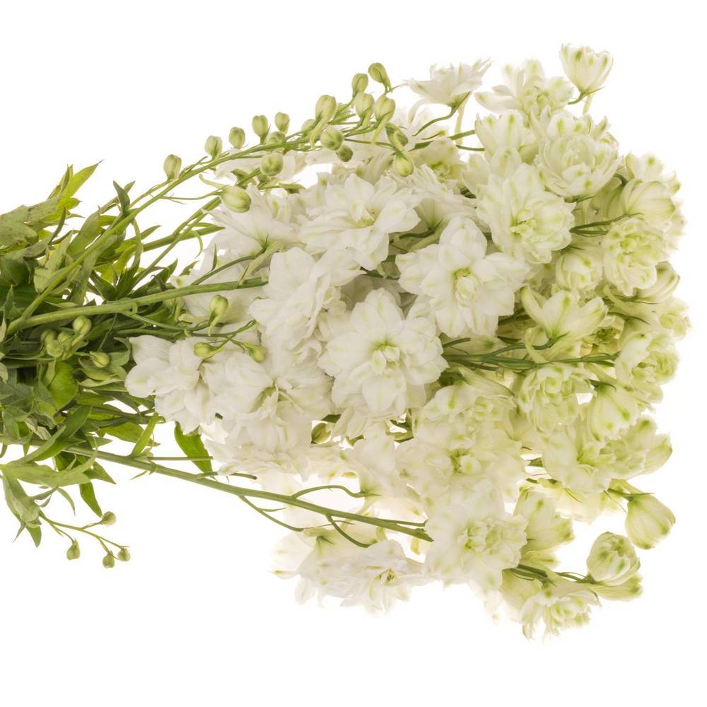 Delphinium weiss Diamant 50cm
