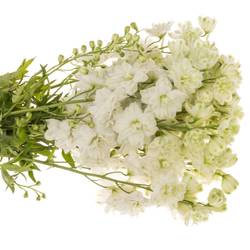 Delphinium weiss Diamant 50cm