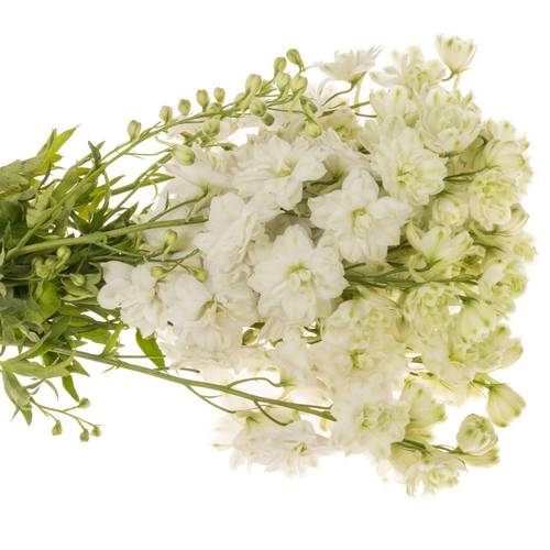 Delphinium weiss Diamant 50cm
