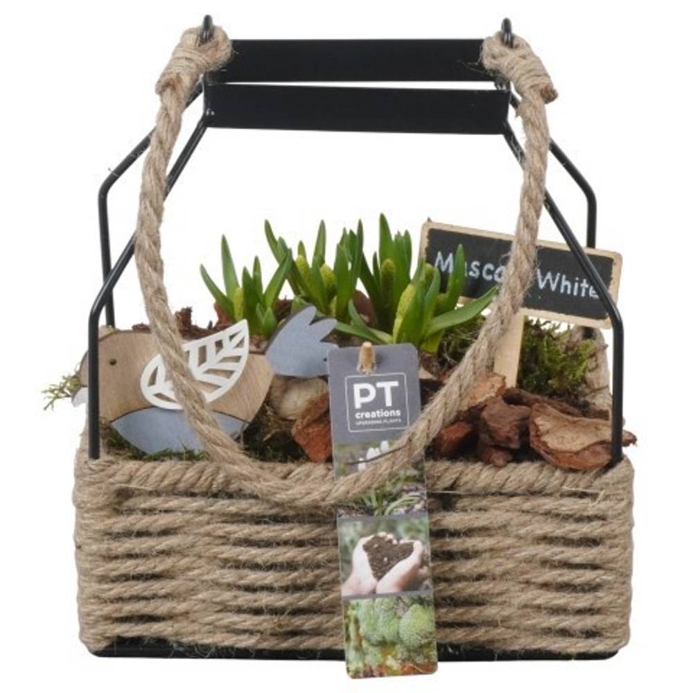 Muscari.Arr PTWMB8137 T18 H021