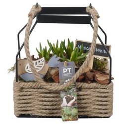 Muscari.Arr PTWMB8137 T18 H021