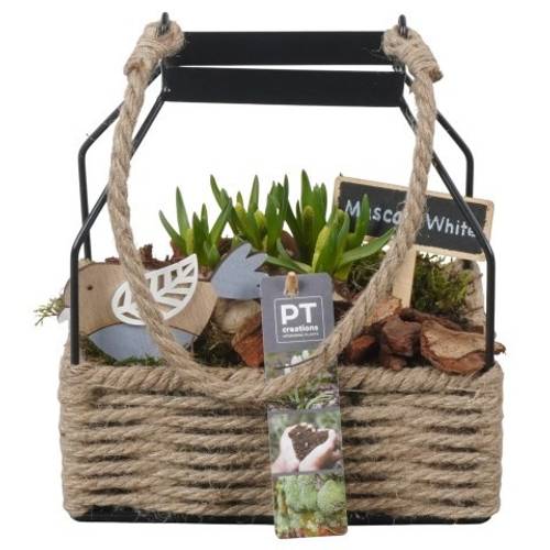 Muscari.Arr PTWMB8137 T18 H021