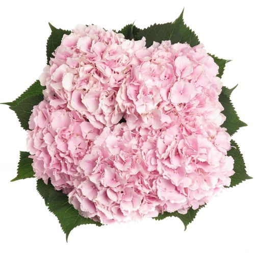 Hortensie rosa Verena Bol 17cm 80cm