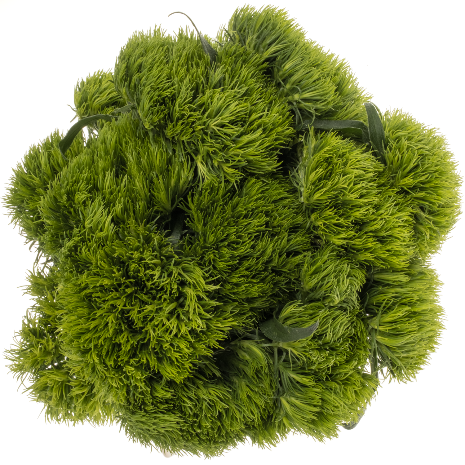 Bartnelke dunkel grün Kiwi Mellow 60cm