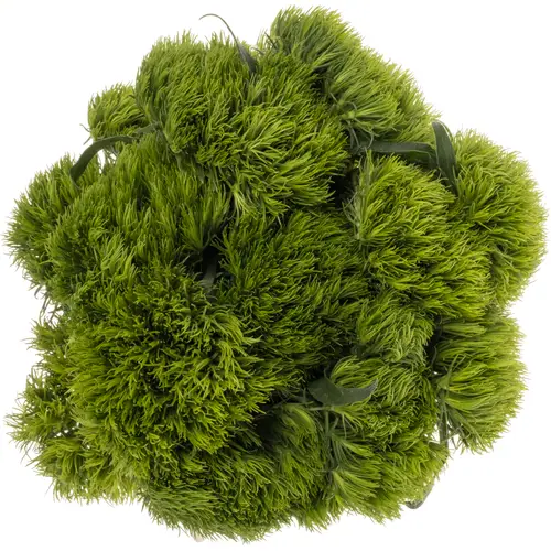 Bartnelke dunkel grün Kiwi Mellow 60cm