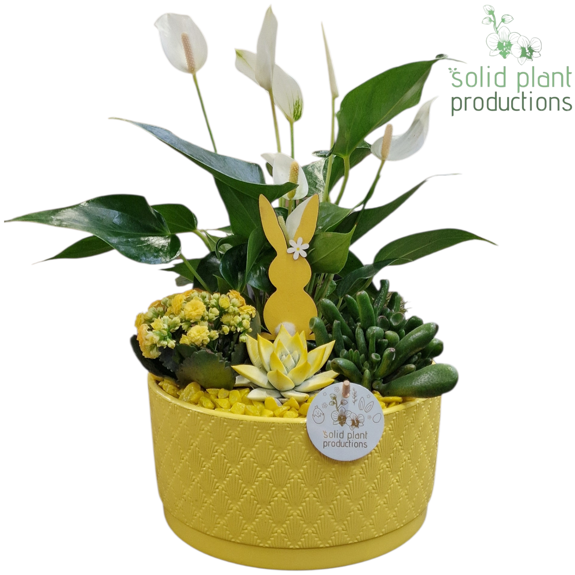 Anthurium.Arr AE004 Stella gelb Ostern T22 H042