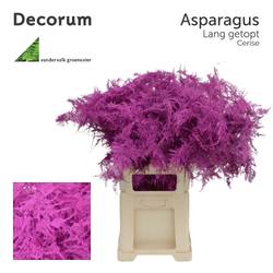 Plumosus cerise gefärbt 85cm (x25)