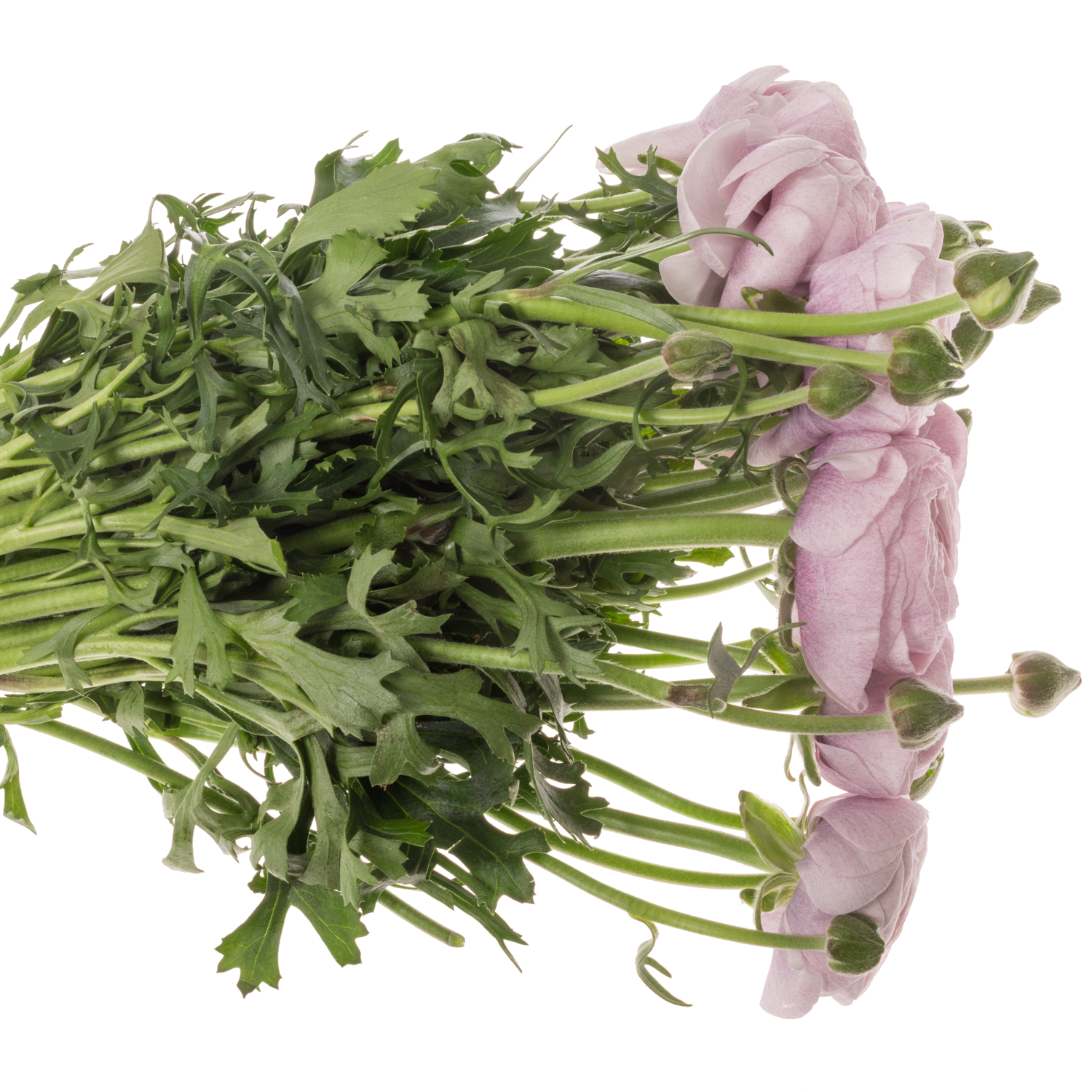 Ranunkel milka Cloni Nebbia Super 45cm