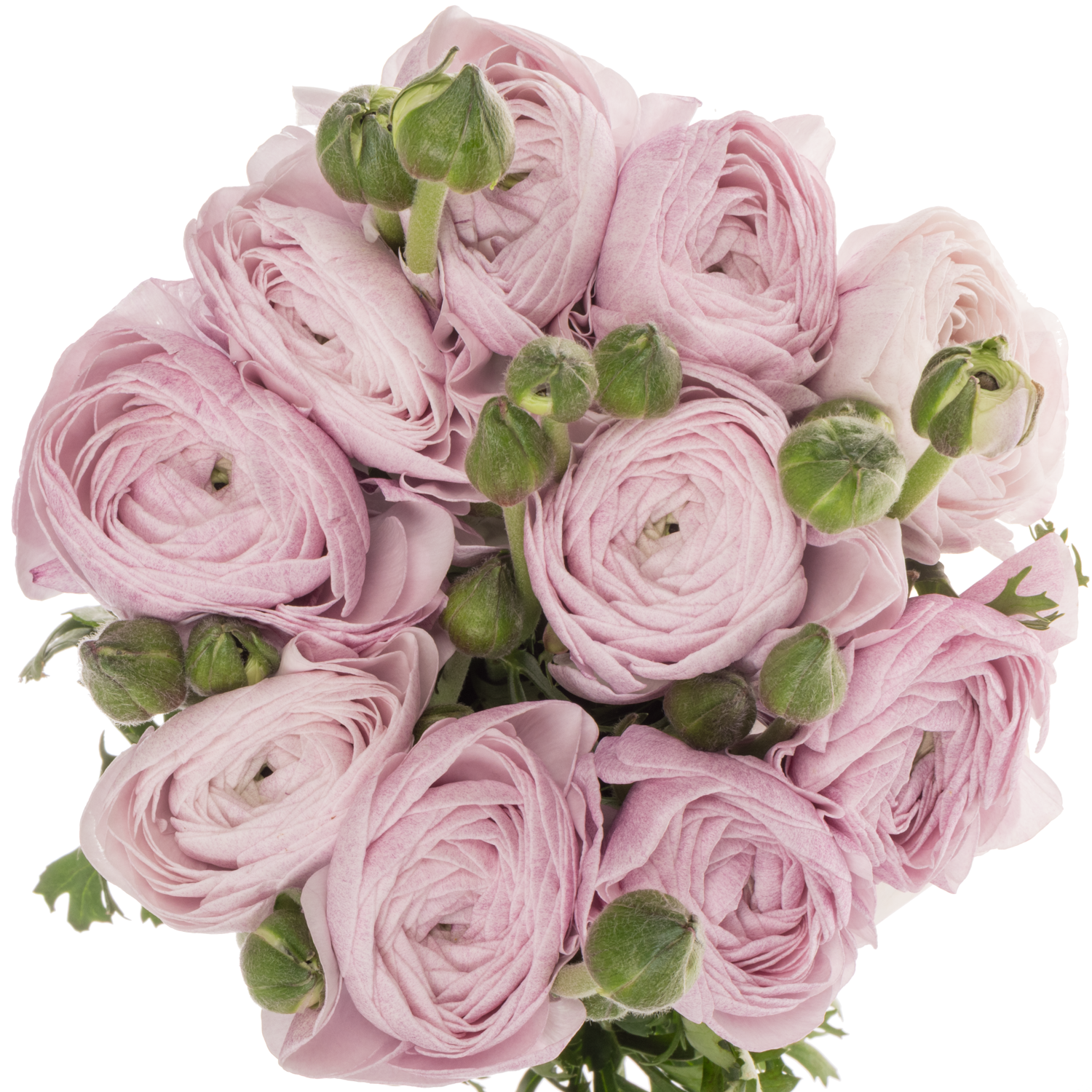 Ranunkel milka Cloni Nebbia Super 45cm