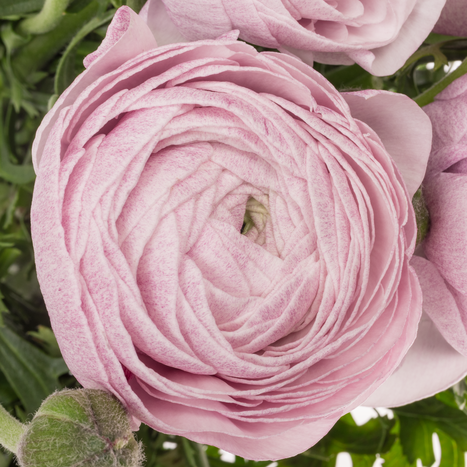 Ranunkel milka Cloni Nebbia Super 45cm