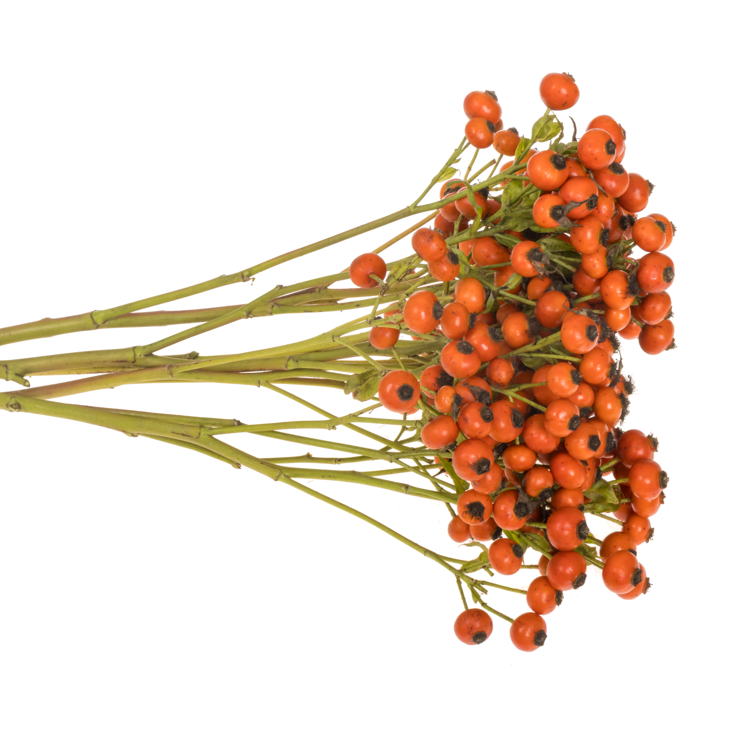 Hagebutte rot Mandarin Hiphop 70cm