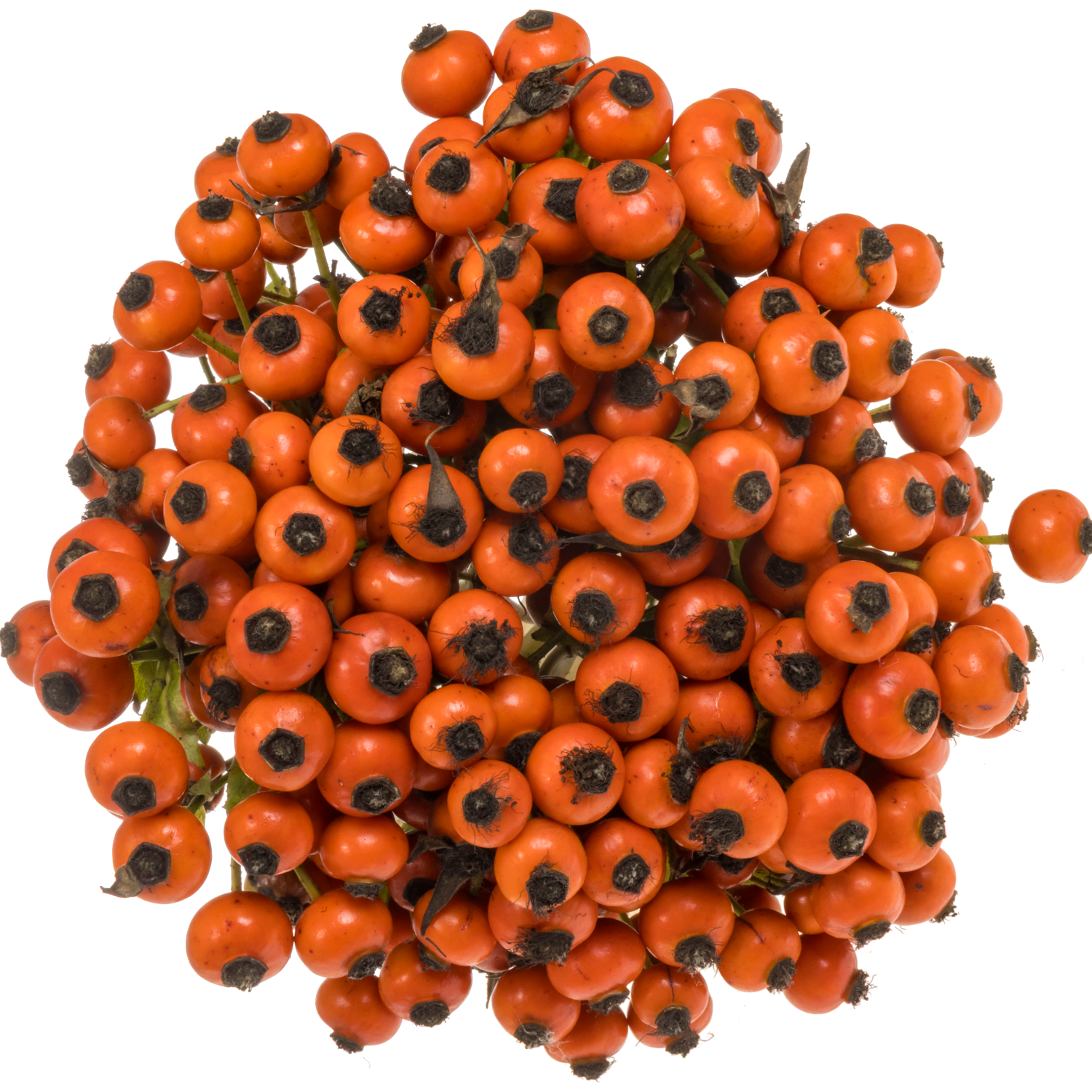 Hagebutte rot Mandarin Hiphop 70cm