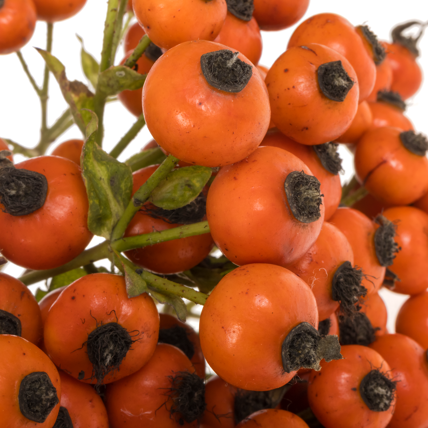 Hagebutte rot Mandarin Hiphop 70cm