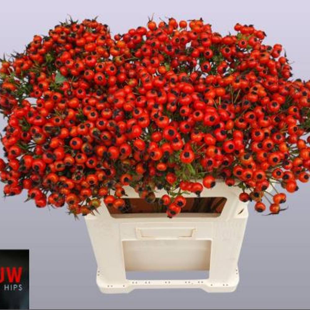 Hagebutte rot Mandarin Hiphop 70cm