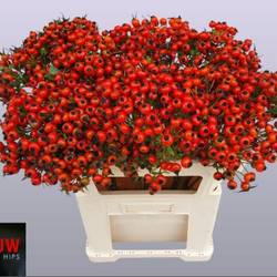 Hagebutte rot Mandarin Hiphop 70cm