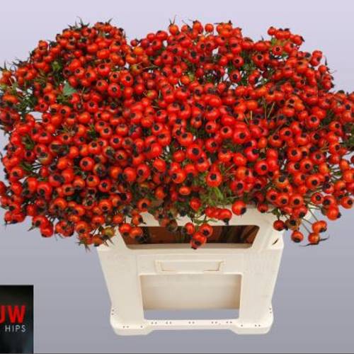 Hagebutte rot Mandarin Hiphop 70cm