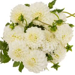 Dahlia weiß Petra Wedding 60cm