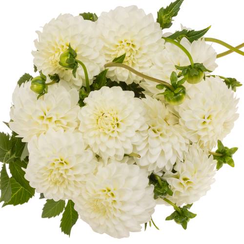 Dahlia weiß Petra Wedding 60cm