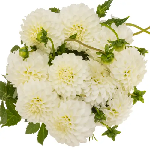 Dahlia weiß Petra Wedding 60cm