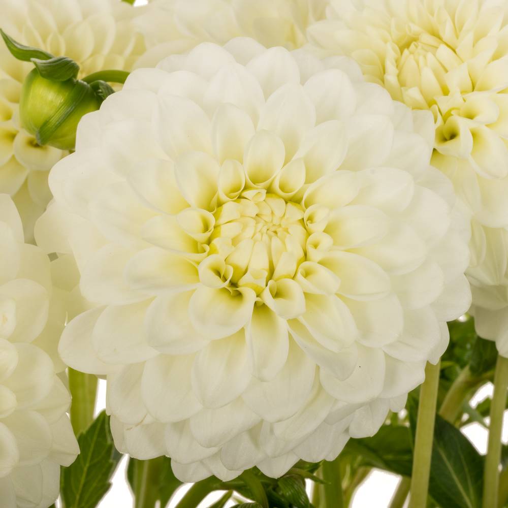 Dahlia weiß Petra Wedding 60cm