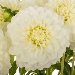 Dahlia weiß Petra Wedding 60cm