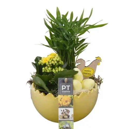 Chamaed.Arr PTPB6483 Ostern T15 H022