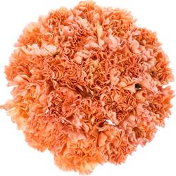 Nelke orange/gelb Goldy 60cm