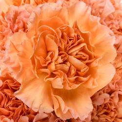 Nelke orange/gelb Goldy 60cm