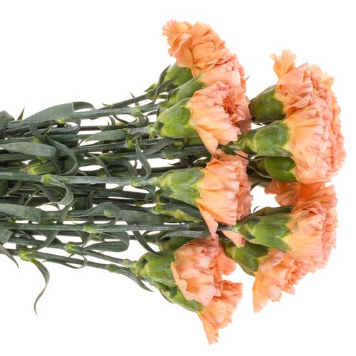 Nelke orange/gelb Goldy 60cm