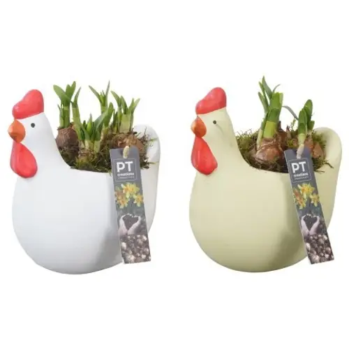 Narzis.Arr mix PTNP4507 Ostern T17 H020