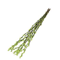 Trocken Zweig Weidenkätzchen grün L70cm