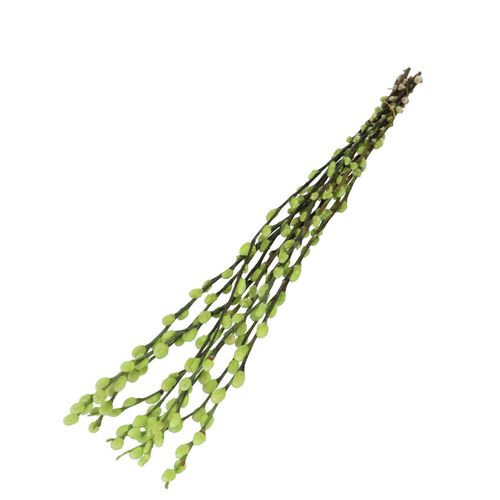 Trocken Zweig Weidenkätzchen grün L70cm
