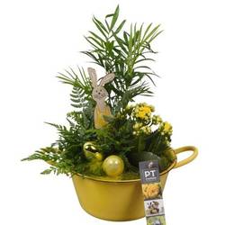 Chamaed.Arr PTPB6416 Ostern T19 H033