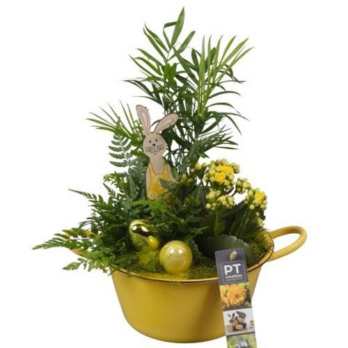 Chamaed.Arr PTPB6416 Ostern T19 H033