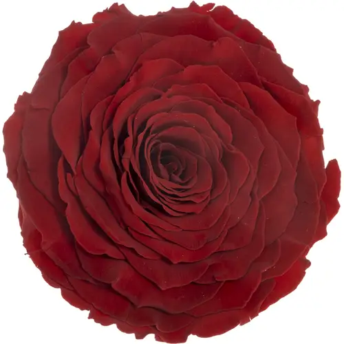 Präparierte Rose dunkel rot Red-01 XL