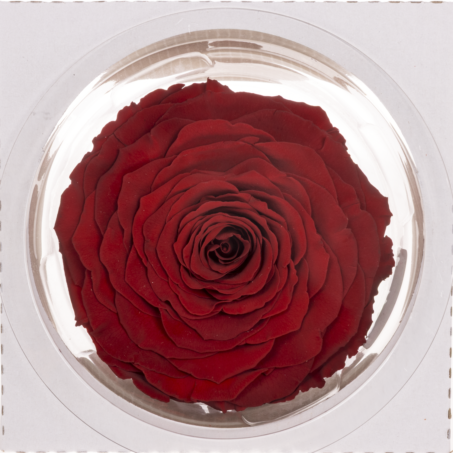 Präparierte Rose dunkel rot Red-01 XL