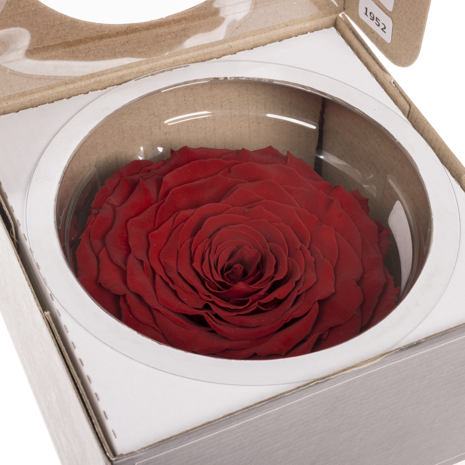 Präparierte Rose dunkel rot Red-01 XL