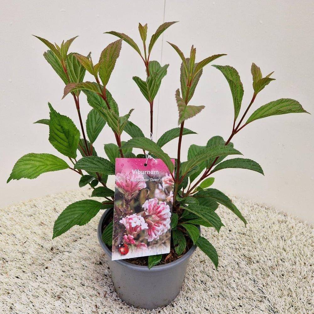 Viburnum bodnantense Dawn T19 H60