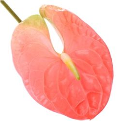Anthurium rosa Senator Blüte 15cm
