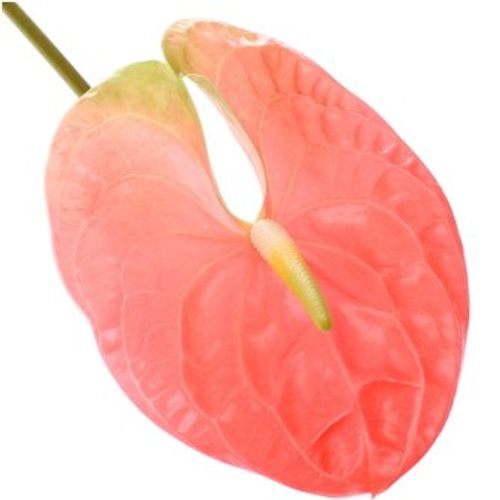 Anthurium rosa Senator Blüte 15cm