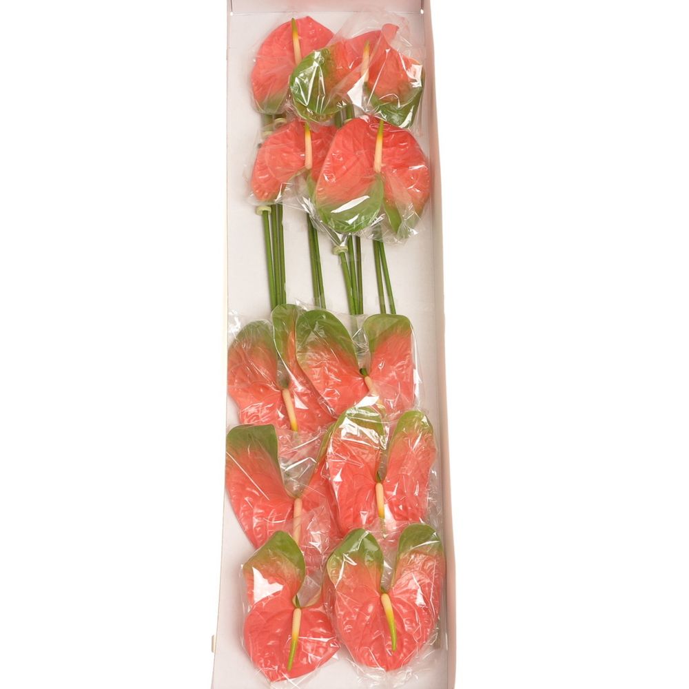 Anthurium rosa Senator Blüte 15cm