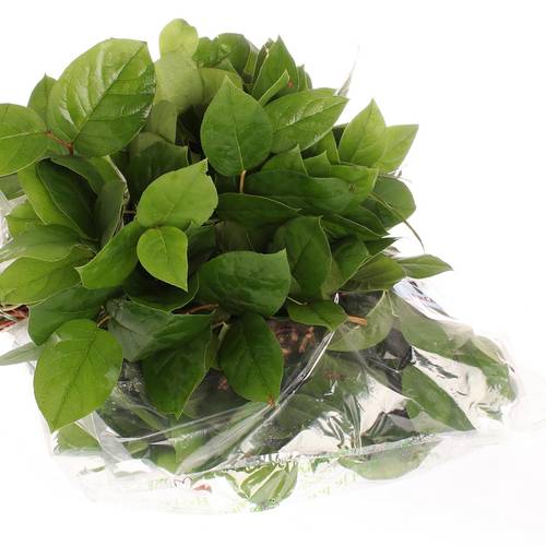 Salal grün Tips Sack 330 Gramm